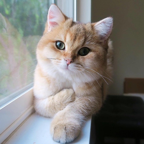 Котовторник! начнем? 04.06.19