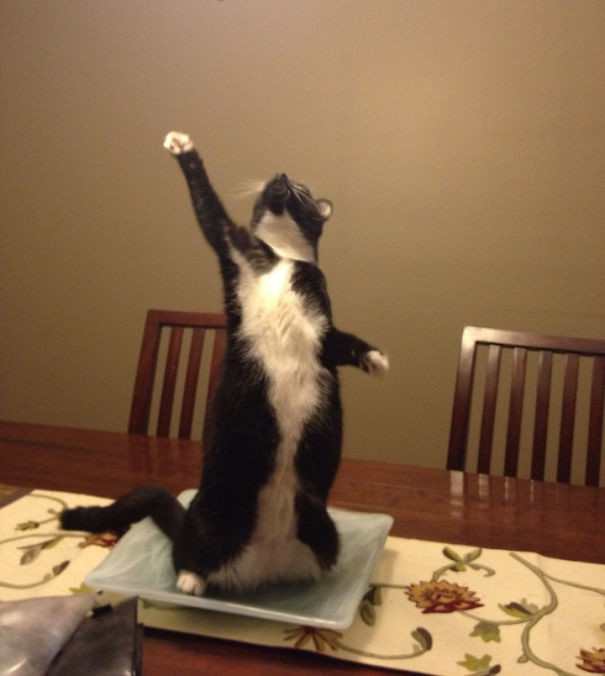 Котовторник!