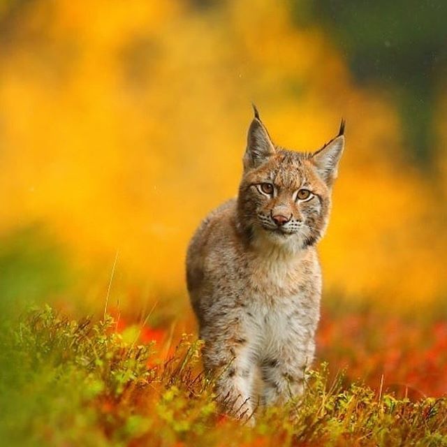 Дикий котовторник 20.08.19