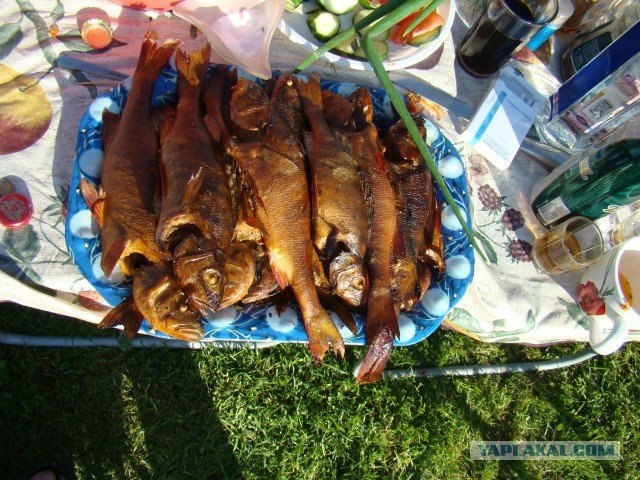 Вечер вторника - рыба и  мясо! (13 фото)
