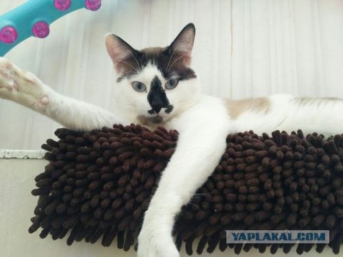 Отданные даром. К котовторнику