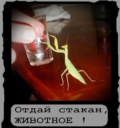 Чуток картинок 10.06.20