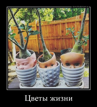 Федя, дичь!