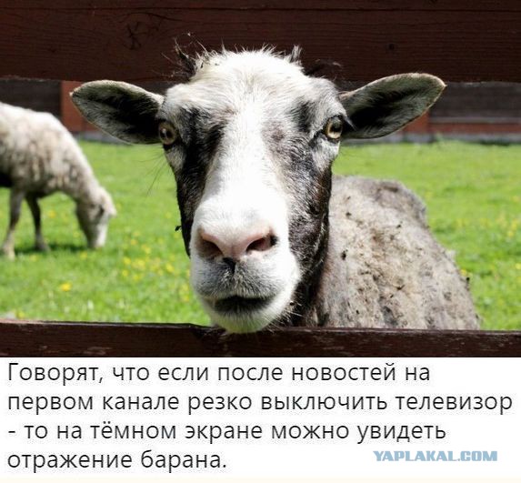 Зачем издеваются каналы Пятница и HGTV над россиянами?
