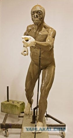 Miss Neanderthal
