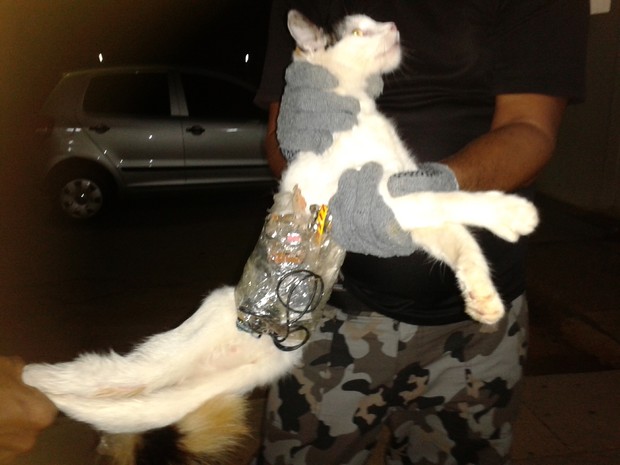 Котэ повязали