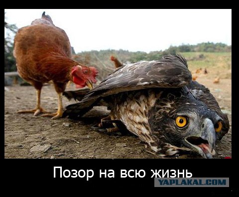 Не обижай сову