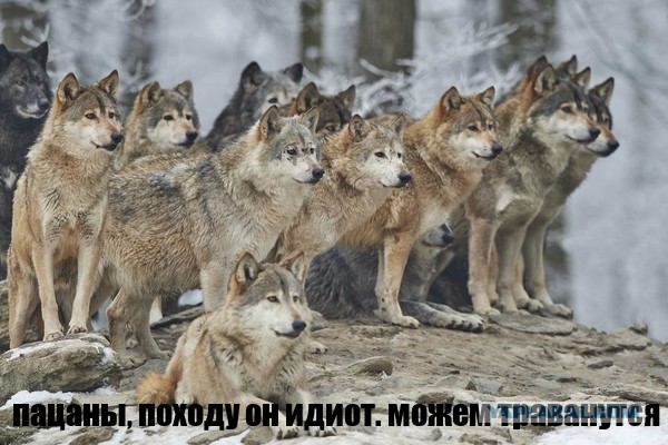 Как защититься от волков