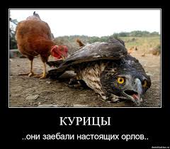 Подскажите что за птица ко мне сегодня пришла?