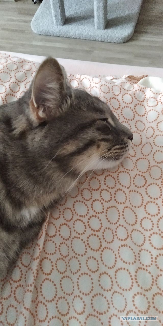 Погнали! С котовторником, други!