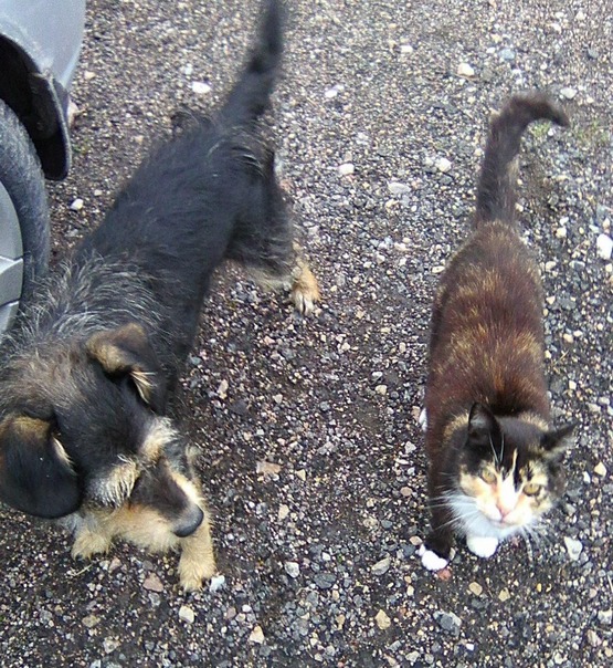 Кошка Маха и собачка Жужа с города Парижу