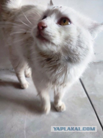 Котики в беде