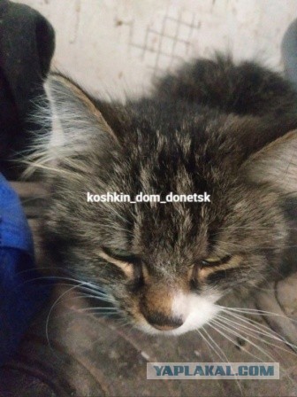 Мариупольские котики экстренно ищут дом