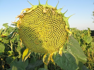 Рыбалка (Чёрный Яр)