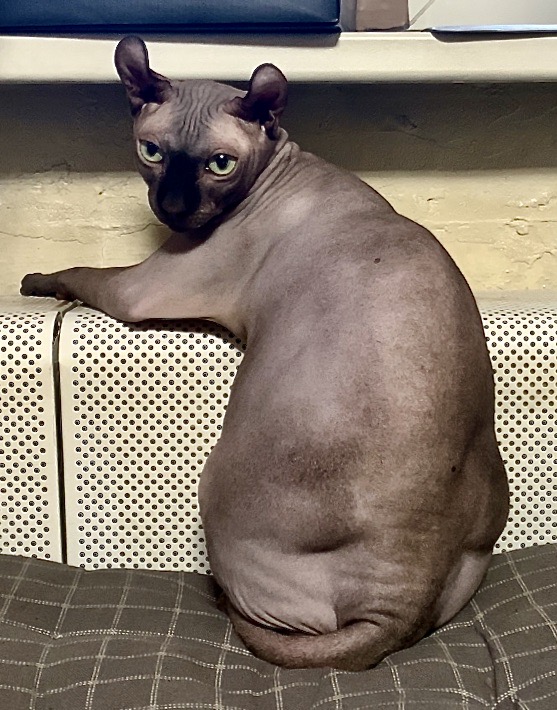 Брутальный котяра