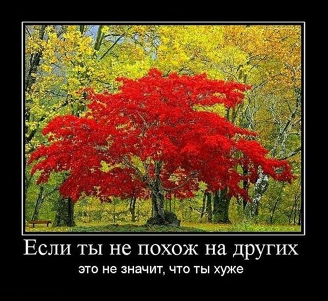 Умер пермский кот Крошик, за похудением которого следила вся страна.