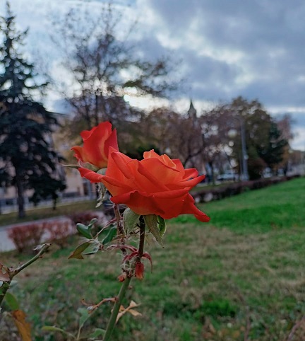 Цветочки с Никиты