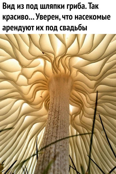 Веселые картинки к пятнице (29.11)