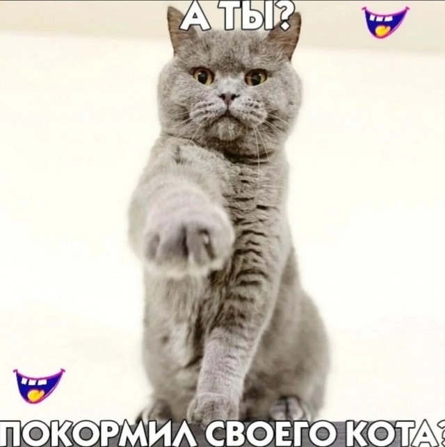 К котовторнику: подборка картинок-баянов с котиками и про котиков. Выпуск 9