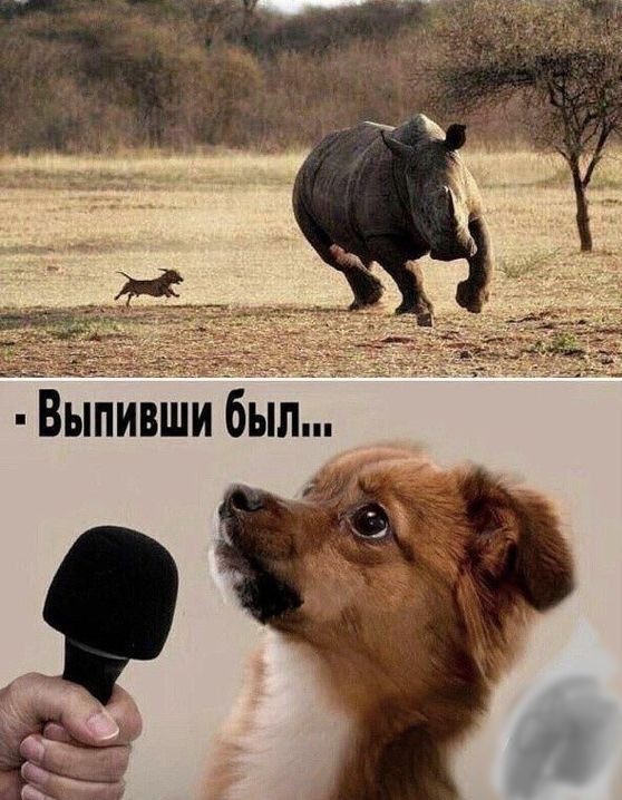 Носорог vs буйвол