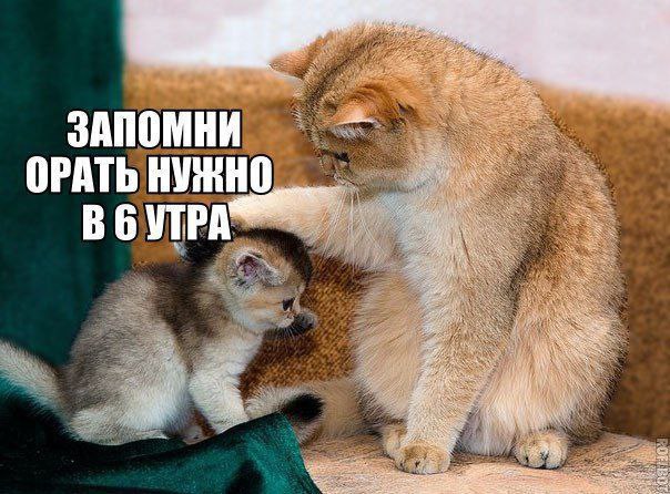 К котовторнику: подборка картинок-баянов с котиками и про котиков. Выпуск 28.