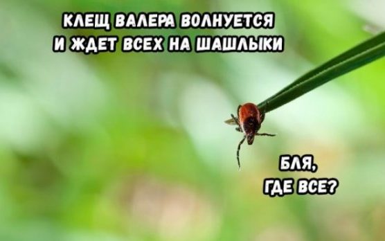 В Ленобласти зафиксировали первые укусы клещей.