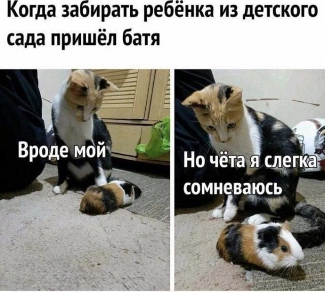 Веселые картинки в понедельник (01.06)