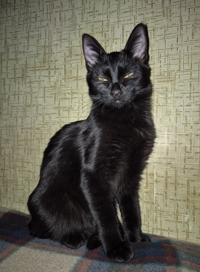 Вашему вниманию, кот Харитон