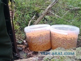 Свежая карельская ягода