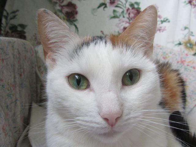 Котовторник   17.12.2013