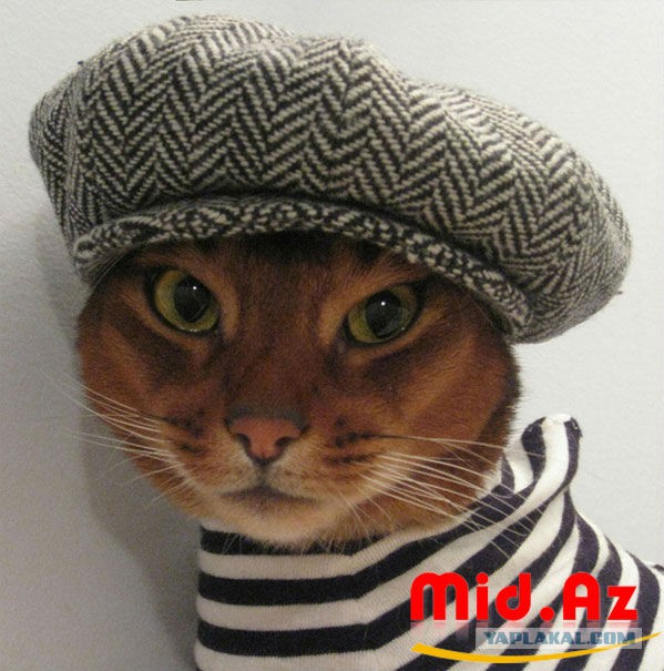 Коты ученых