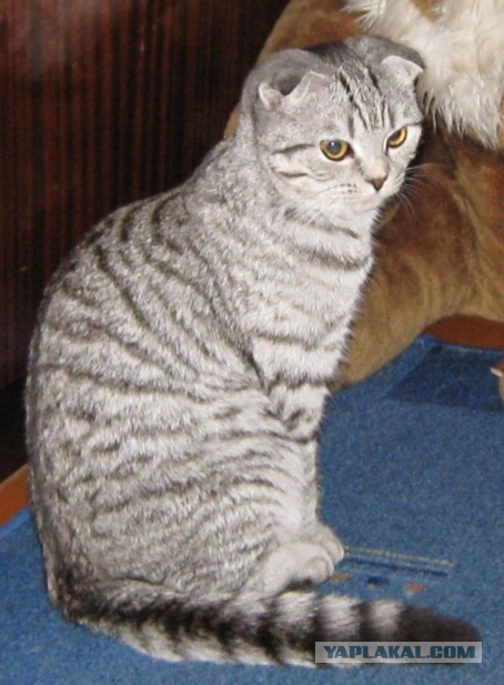 Котовторник 05.03.13