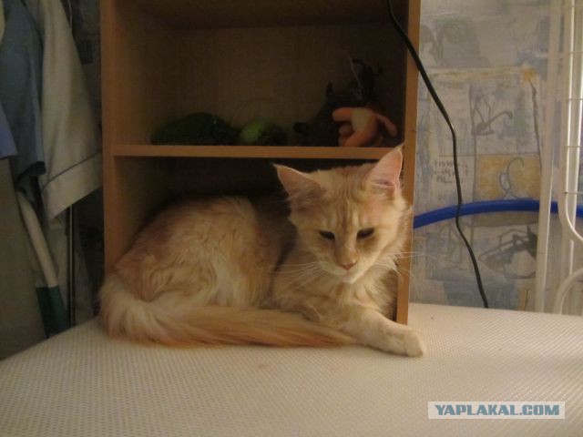Котовторник 22.04.2014