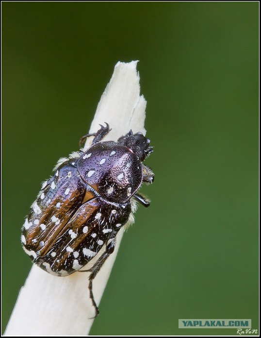 Макро для ЯП (Часть 3)