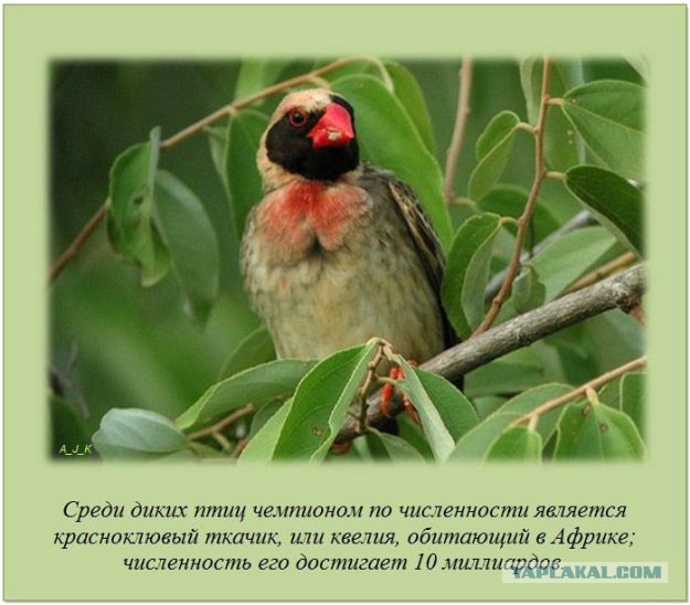 20 фактов обо всем