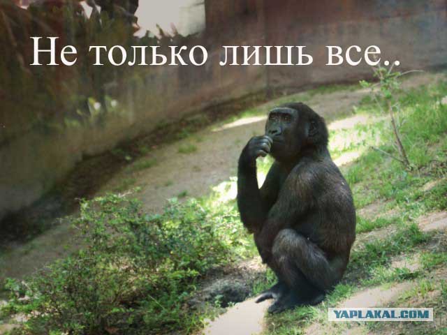 Генетические, мля!