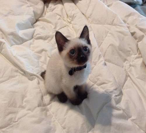 Котовторник