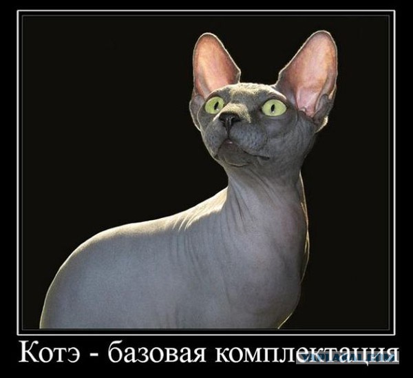 Прикольные коты