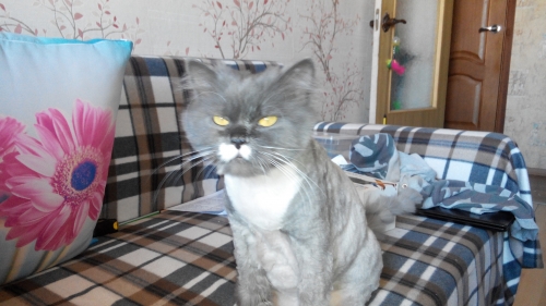 Котовторник 29-09-2015,