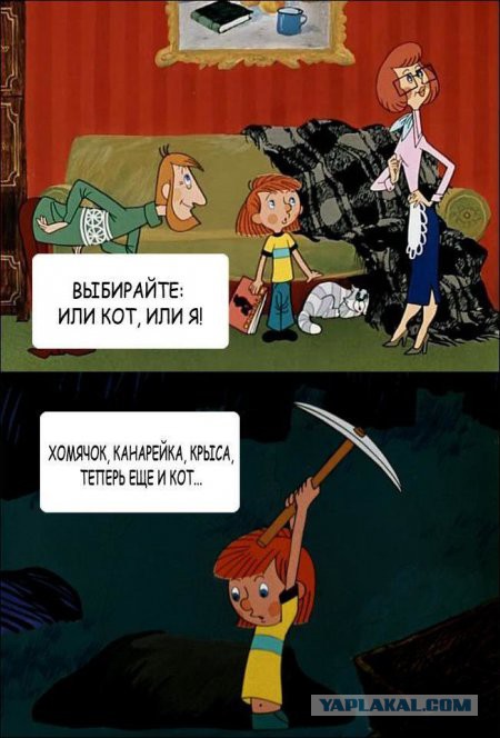 Прошу совета что делать с котиком?