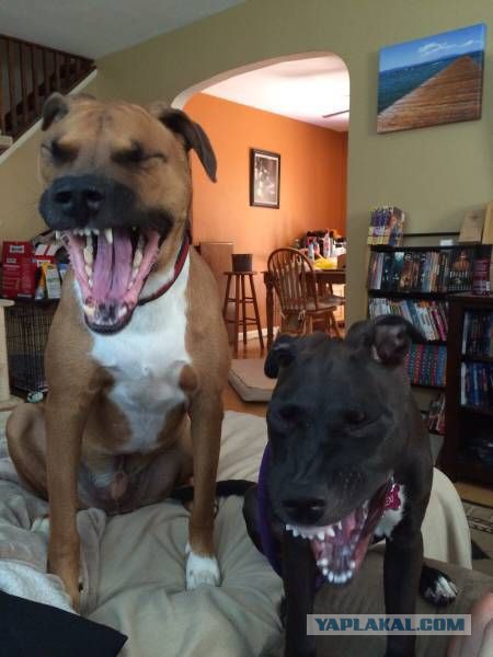 То, что улыбнуло в 2015