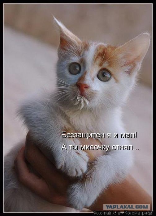 Подборка животных, которых застали за трапезой