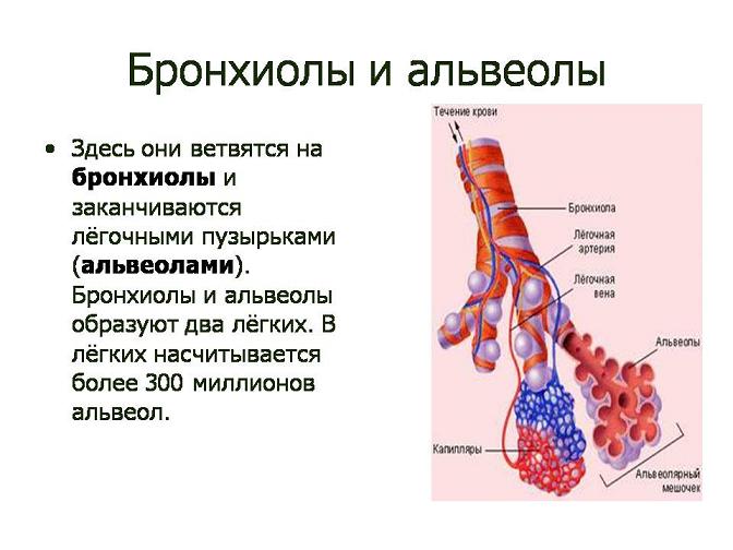 Как выглядит легочная альвеола человека