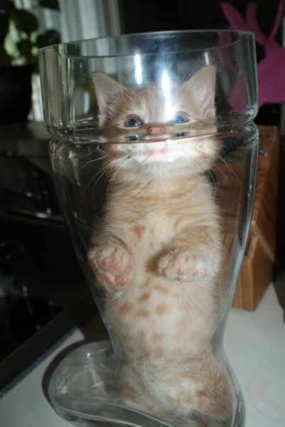 Демы к котовторнику!