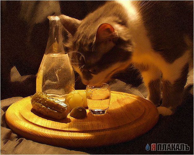 Вторничные кошаки