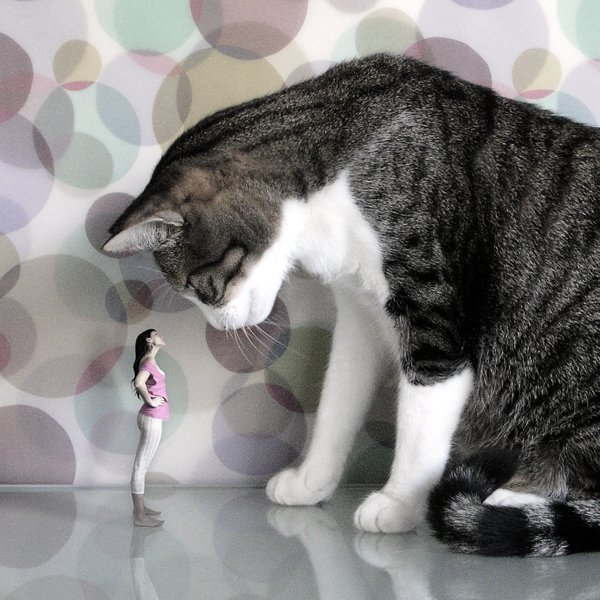 Коты из сети