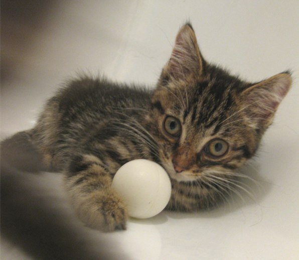 Коты и Кошки
