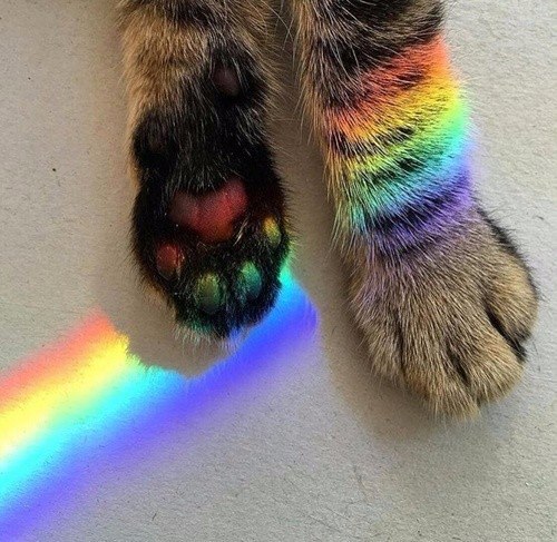 Коты и Кошки