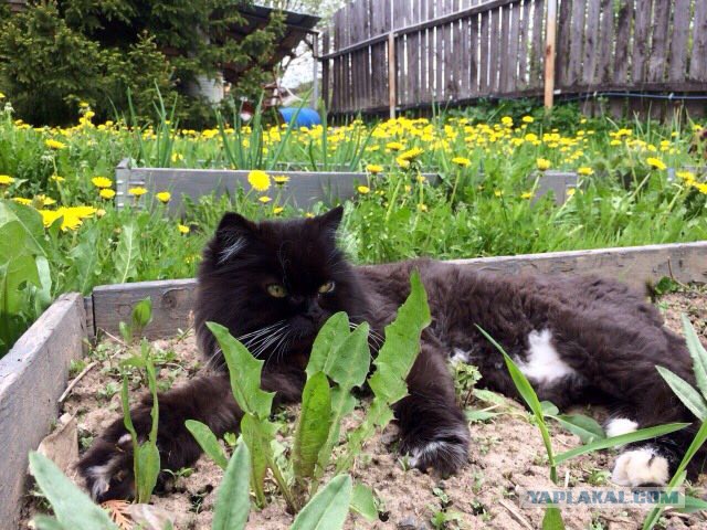 Котовторник 11.07.2017