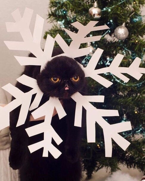 Фотобомбы котов